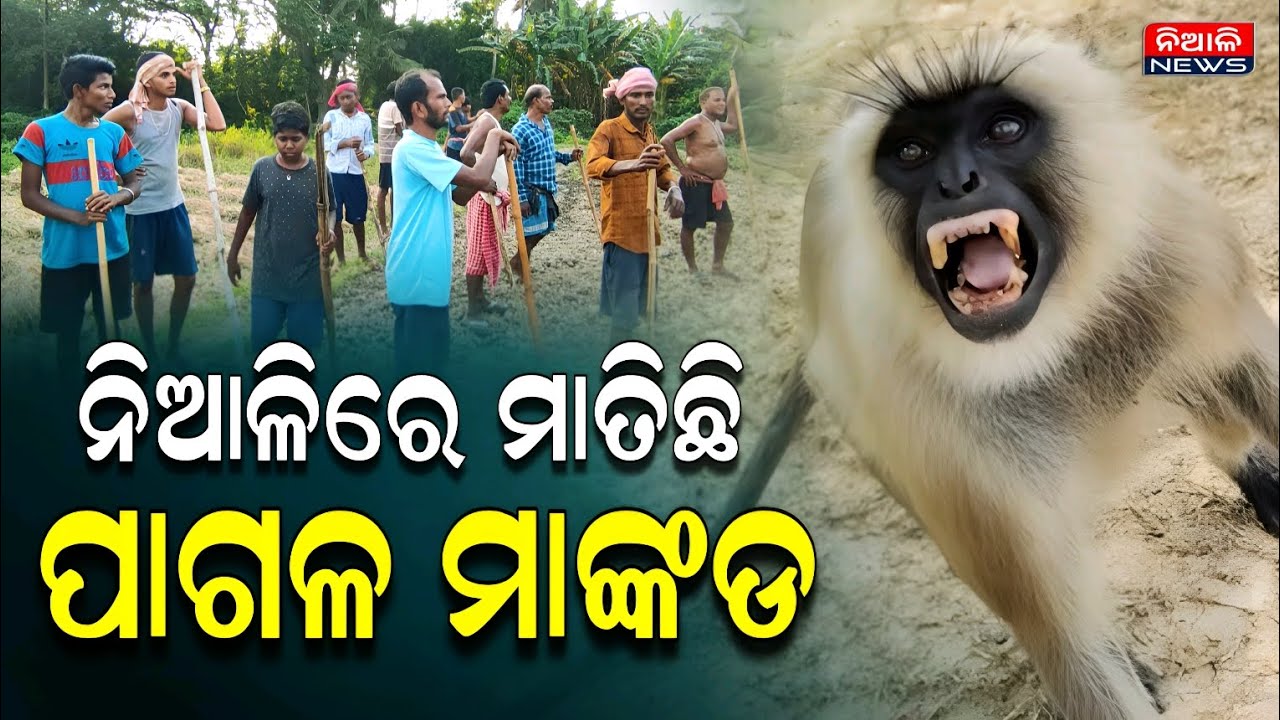 ନିଆଳି ସରାକୋରରେ ପାଗଳ ମାଙ୍କଡର ଆତଙ୍କ, ଘରେ ପଶୁଛି,ବାହାରେ ଲୋକଙ୍କୁ ଦେଖିଲ ଲହୁଲୁହାଣ କରୁଛି | Niali
