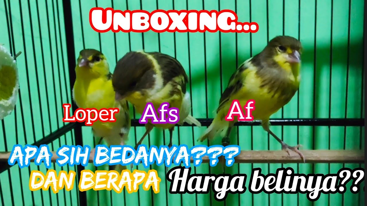 UNBOXING!!! BELI KENARI SERI LOPER - AF & AFS - CEK HARGA BURUNG KENARI TERBARU 2021