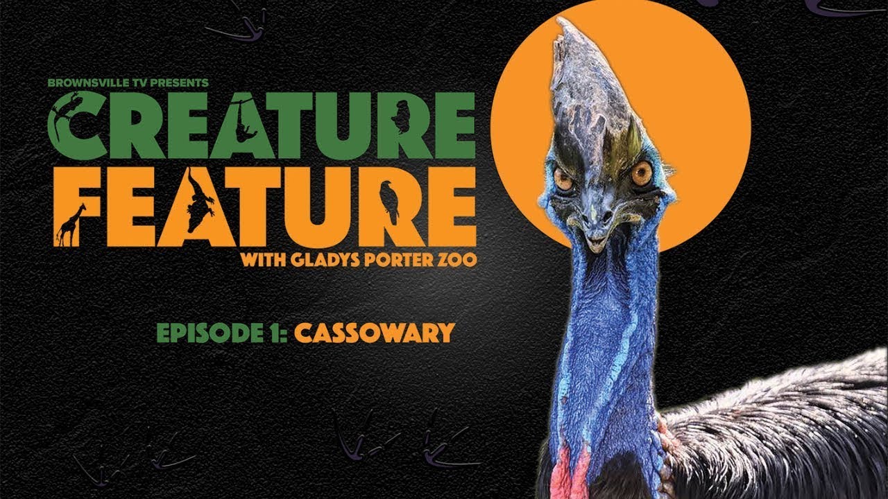 Creature Feature - Cassowary