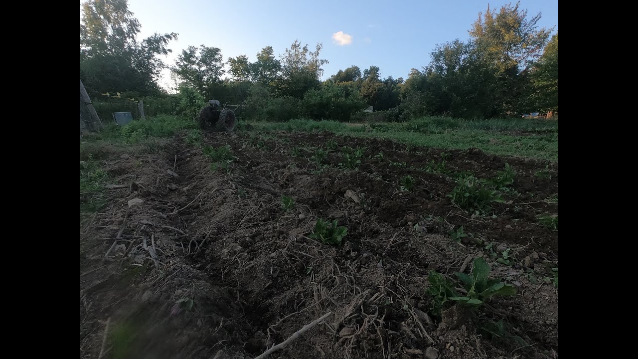 1950 Standard Twin Convertible Hilling Potatoes