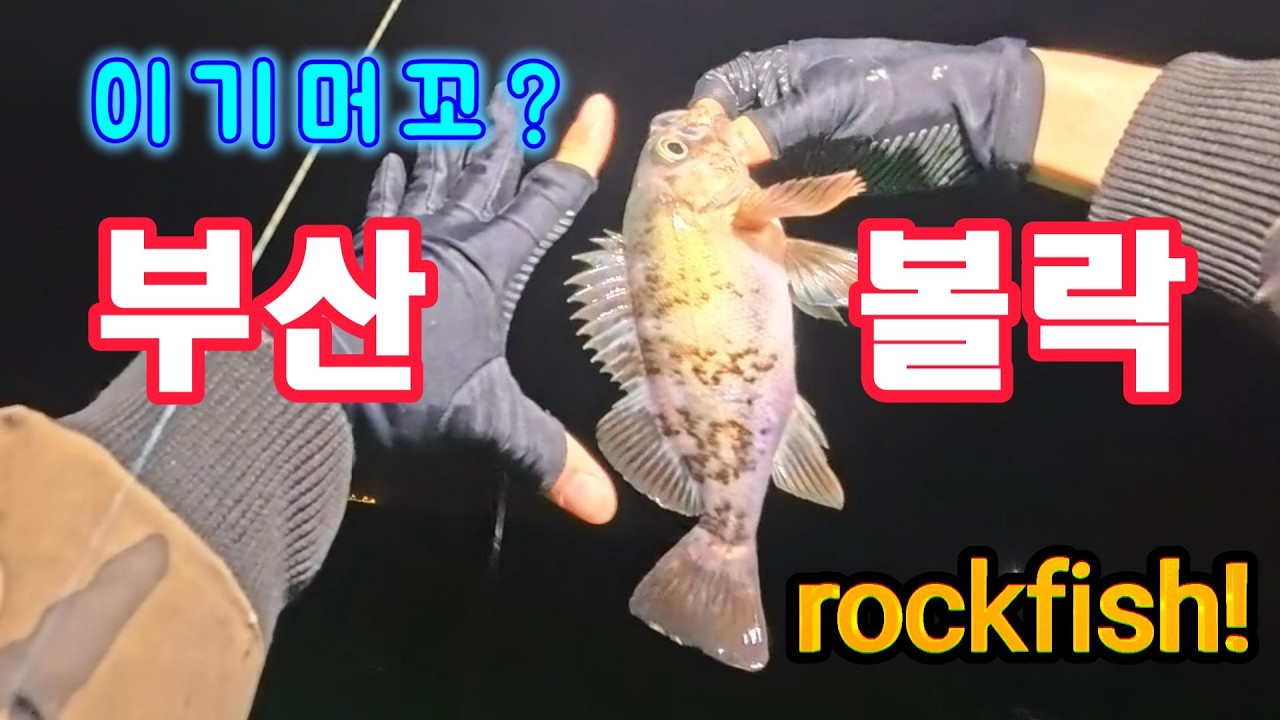 2월 부산 볼락