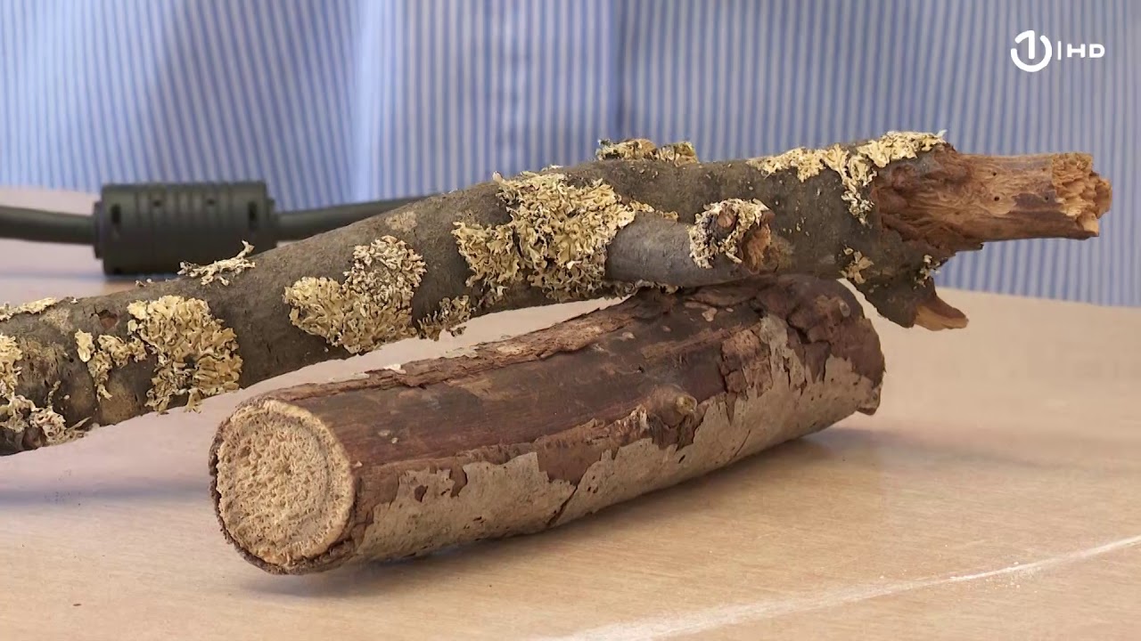 Domaća zadaća za 6. razred: Biologija - Lišajevi