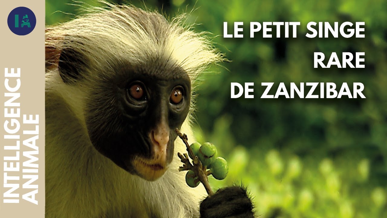 Comment vivre avec le colobe rouge de Zanzibar ? | IA