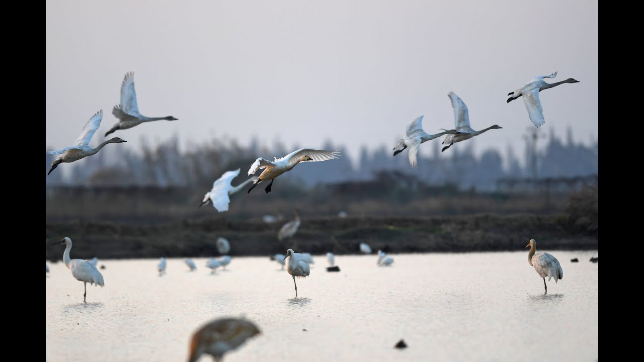 Explore sanctuary for rare Siberian white cranes in east China