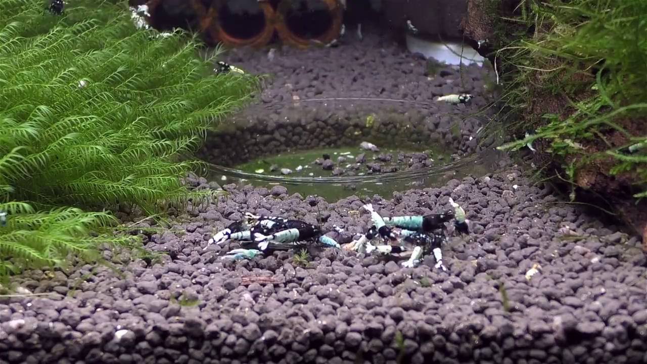 Black Pinto Shrimps