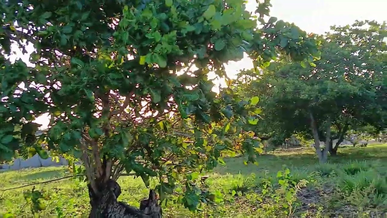 Mas um vídeo mostrando essa paisagem sítio cajueiro Lagoa salgada RN 