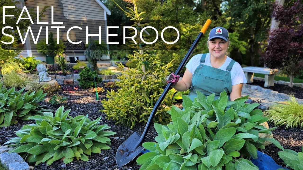 Fall Dividing & Transplanting of Perennials. Watch us Dig Up, Divide, & Plant Trees and Shrubs