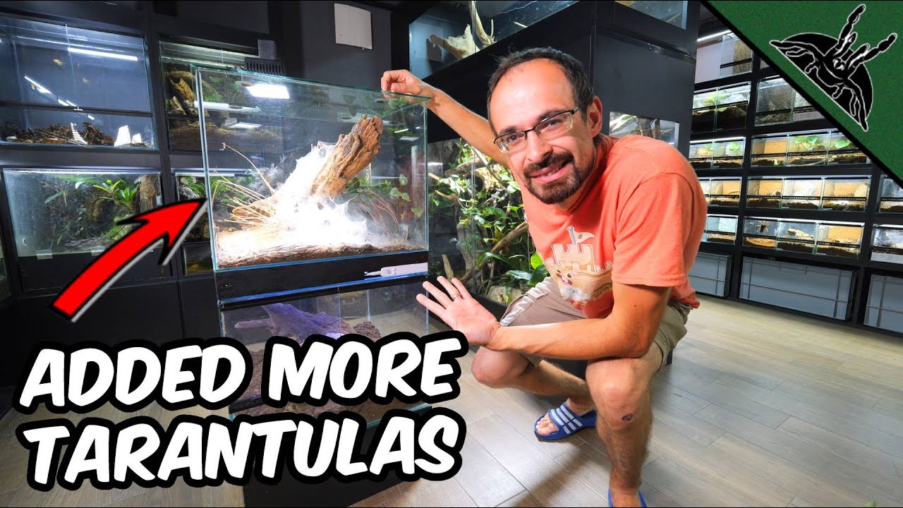 M. balfouri COMMUNAL UPGRADE - Added More Tarantulas!