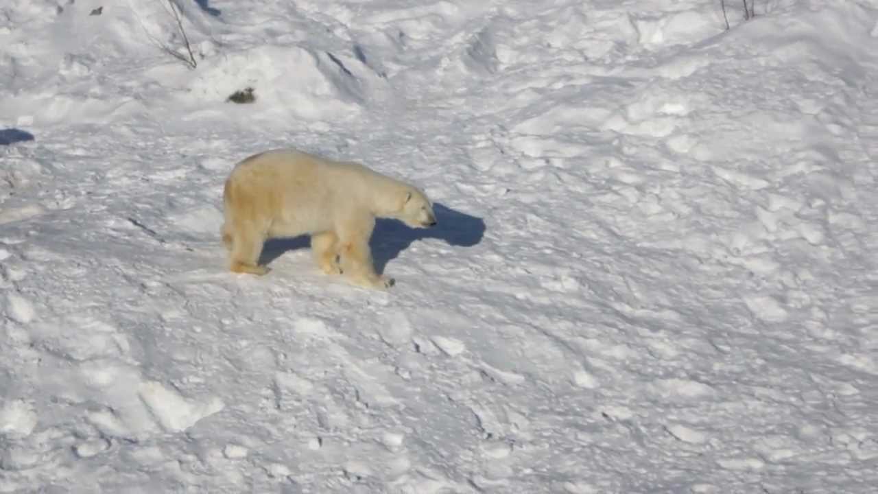 Polar Bears! (pt. II)
