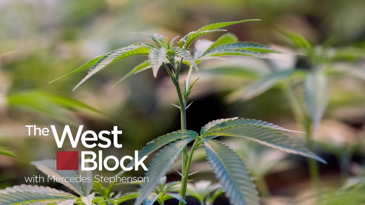 Marijuana legalization: What Canada can learn from Colorado