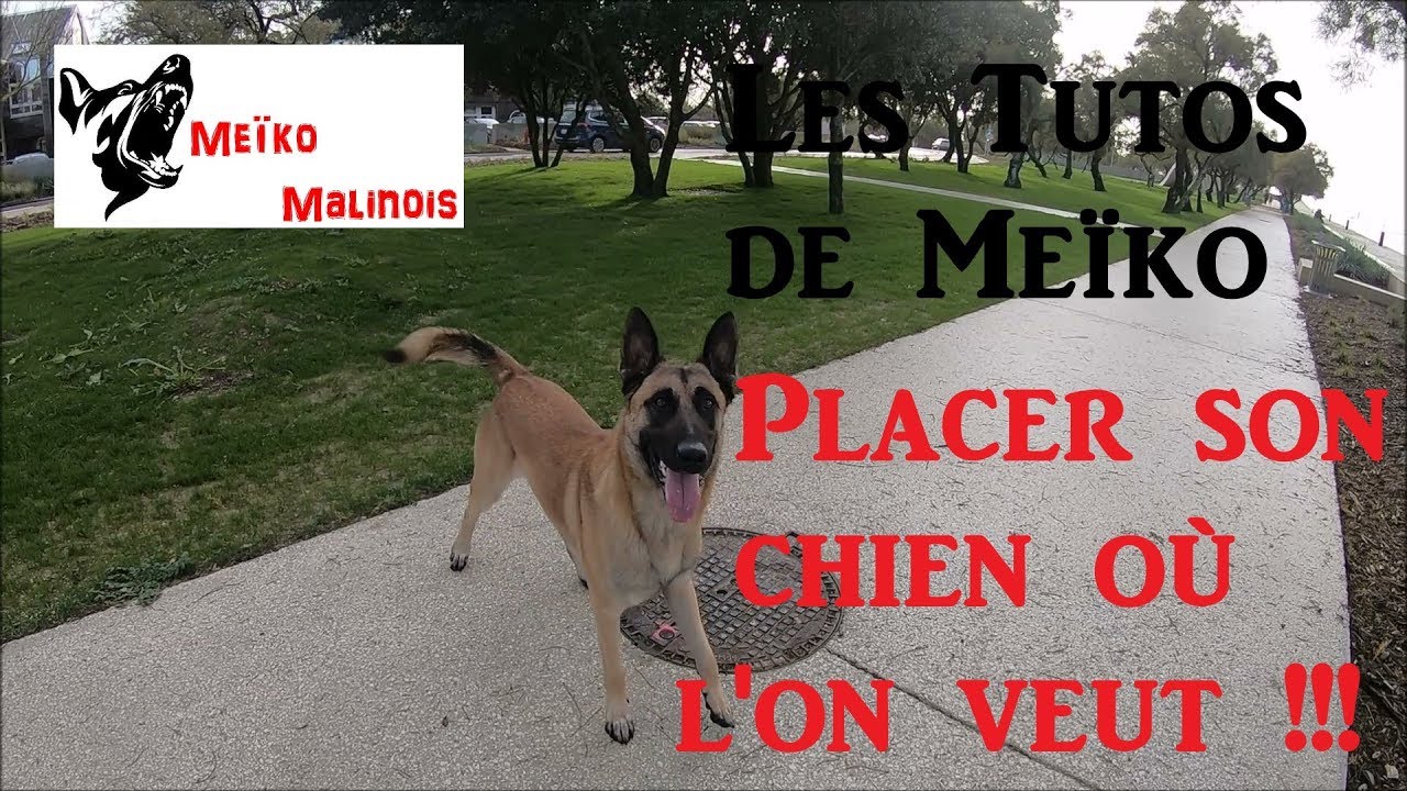 Tuto - Placer son chien où l'on veut !!!