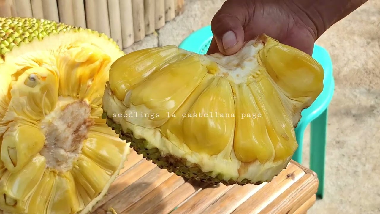 paano malaman ang fake Eviarc jackfruit pinakamatamis na langka.