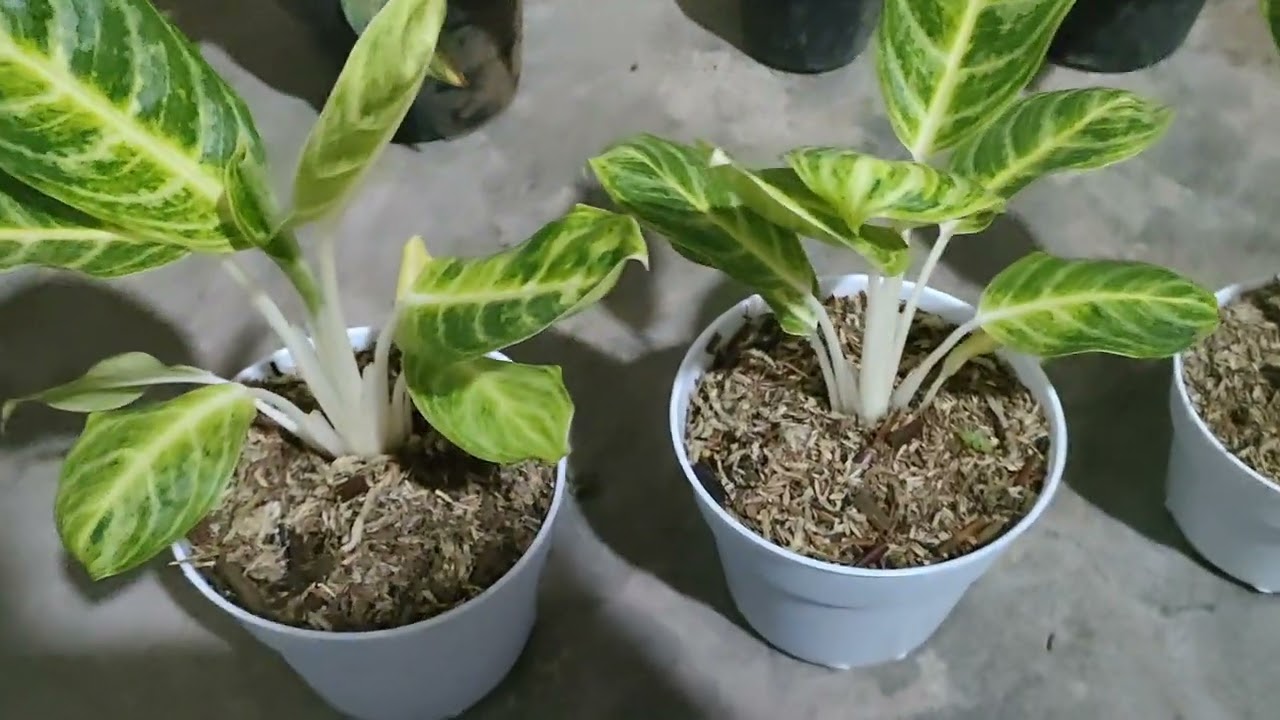 Aglonema Yang Rumpun Yang Rimbun Murah Ada Ya Say//085_227_648_648