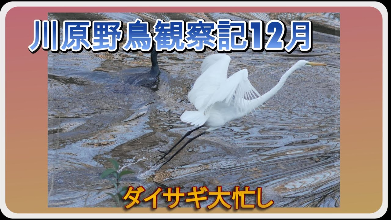 ダイサギ大忙し【２０２５年１２月川原野鳥観察記】