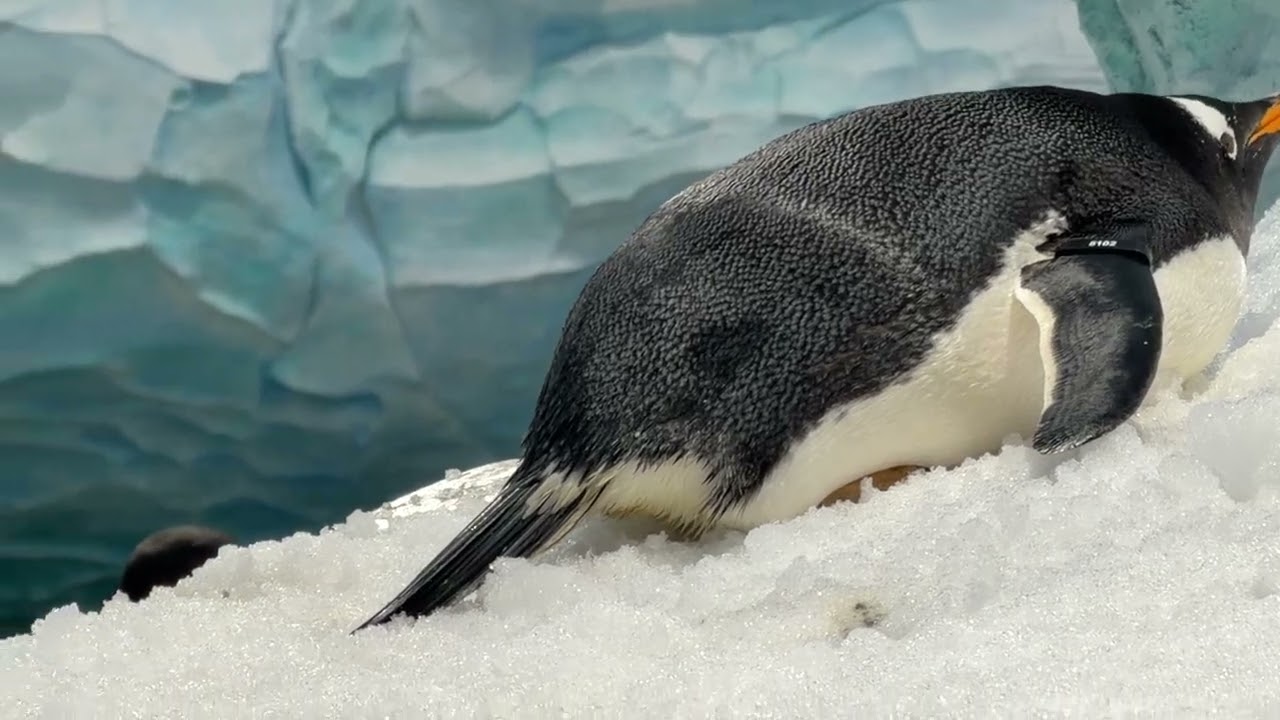 Penguins in the Antarctica realm of Sea World Yas Island in Abu Dhabi, UAE