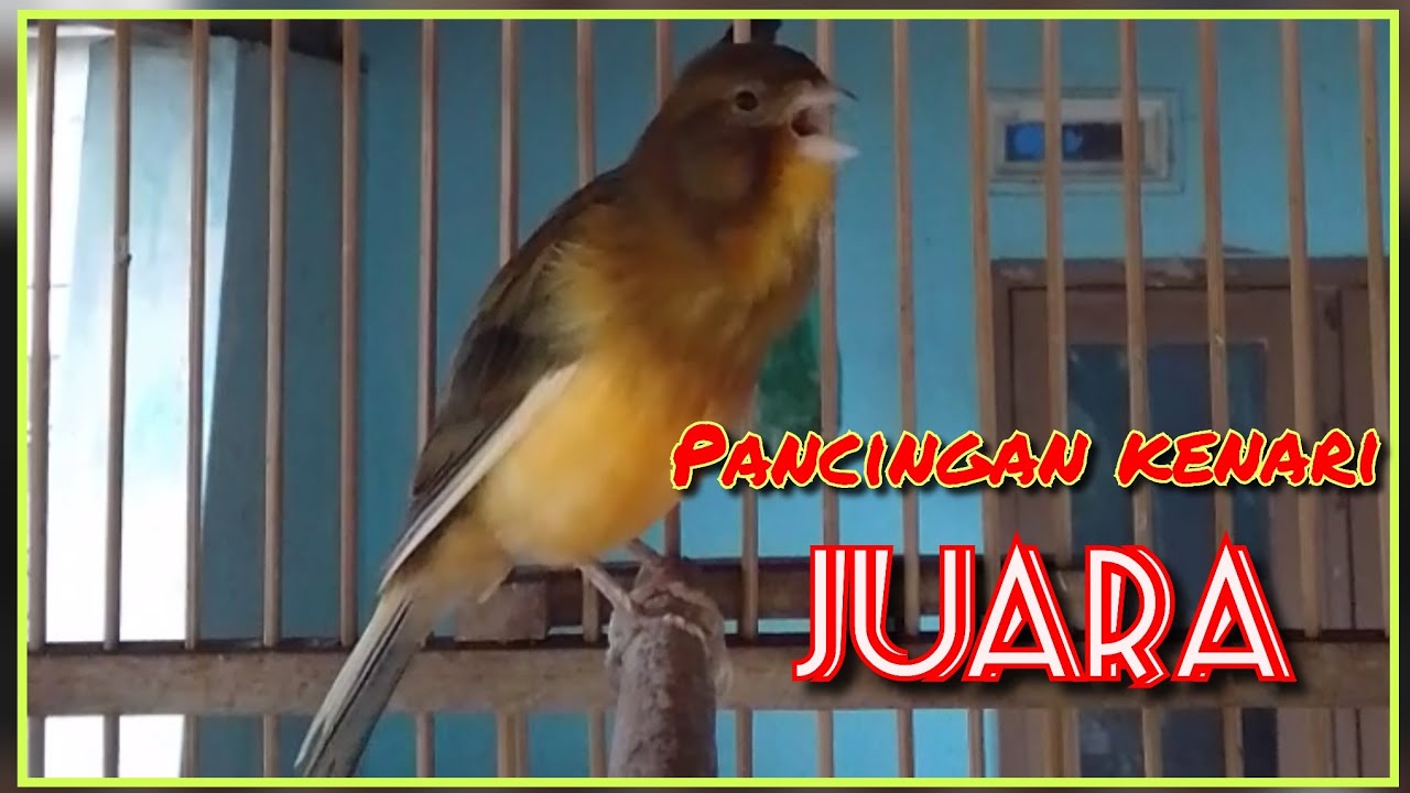 Kenari gacor suara lantang cocok untuk pancingan para juara