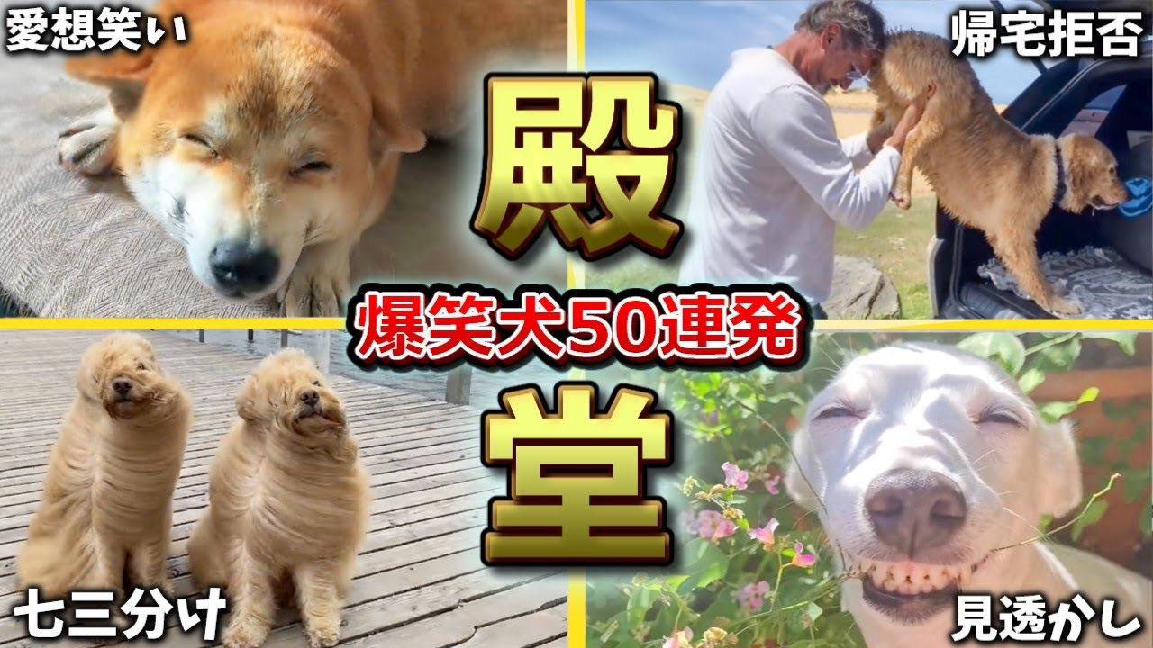 【殿堂入りおもしろ犬】ツッコミどころ満載なおもしろ犬動画50連発！Part1（鳴き声、しゃべる、子犬、かわいい、面白い、吠える）
