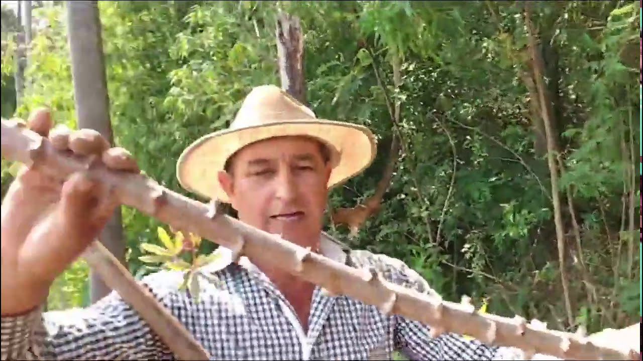 COMO PLANTAR DE MANEIRA CERTA AS RAMAS DE MANDIOCA (MACAXEIRA)