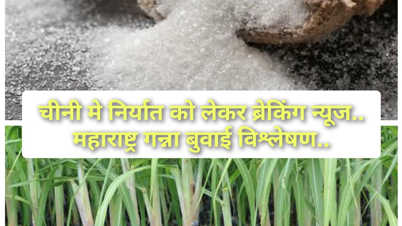 SUGAR & SUGARCANE MARKET ANALYSIS!! #sugar#sugarcane#commodity#commoditymarket#commodityrate