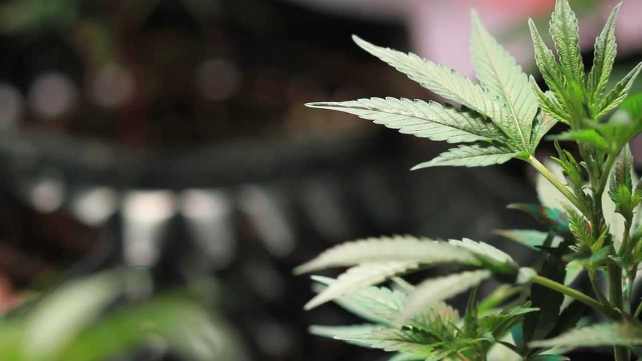 Modern Growers: Grow Along Week 2- Fox Farm Bush Doctor Coco Loco