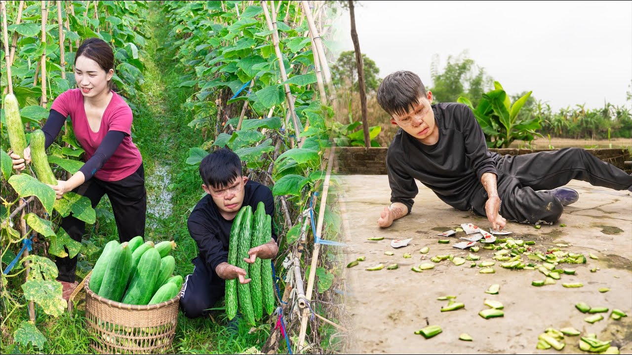 Harvesting Cucumbers Goes to the market sell - Disabled younger brother spilled food