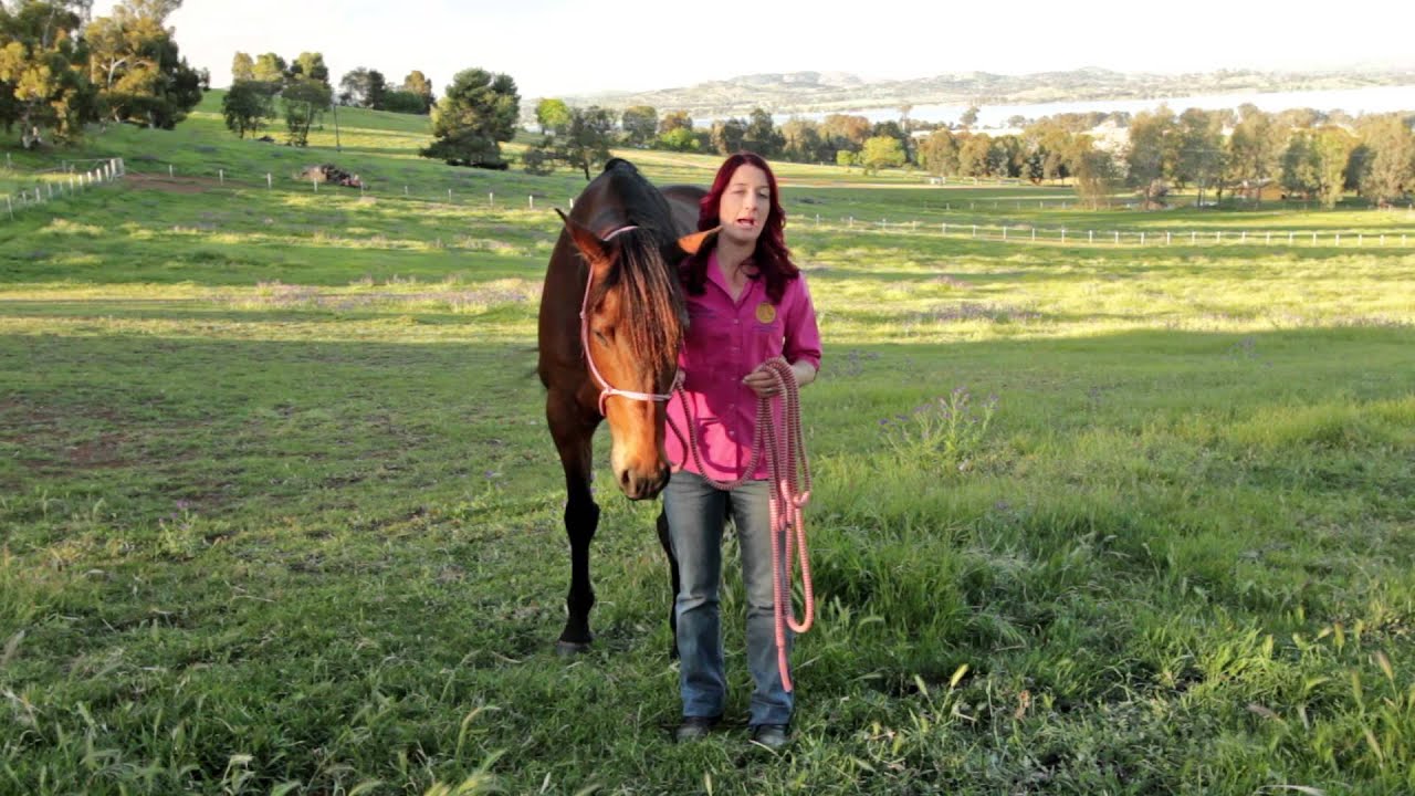 EMRT - Equine Muscle Release Therapy&reg;