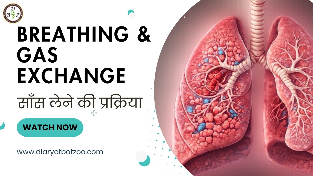 “Breathing and Exchange of Gases | NEET Biology Class 11” 