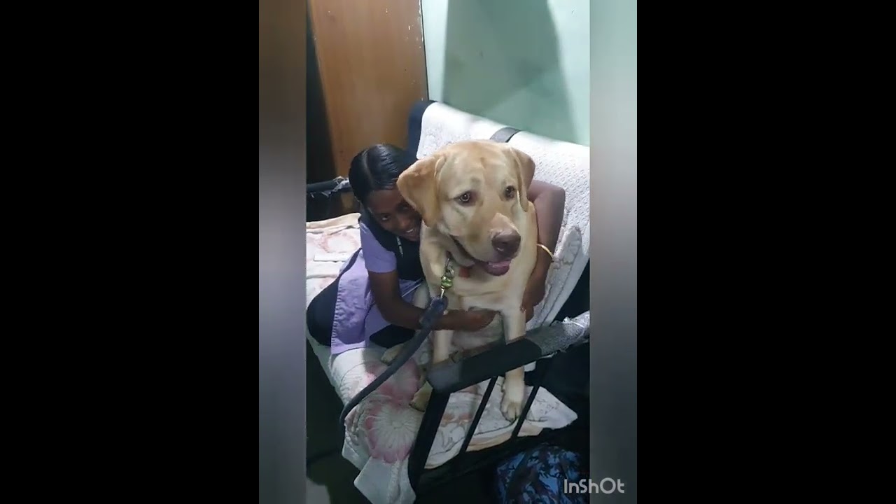Cricket veriyans 😄😄😄fun with Milo... Labrador forever ❤❤