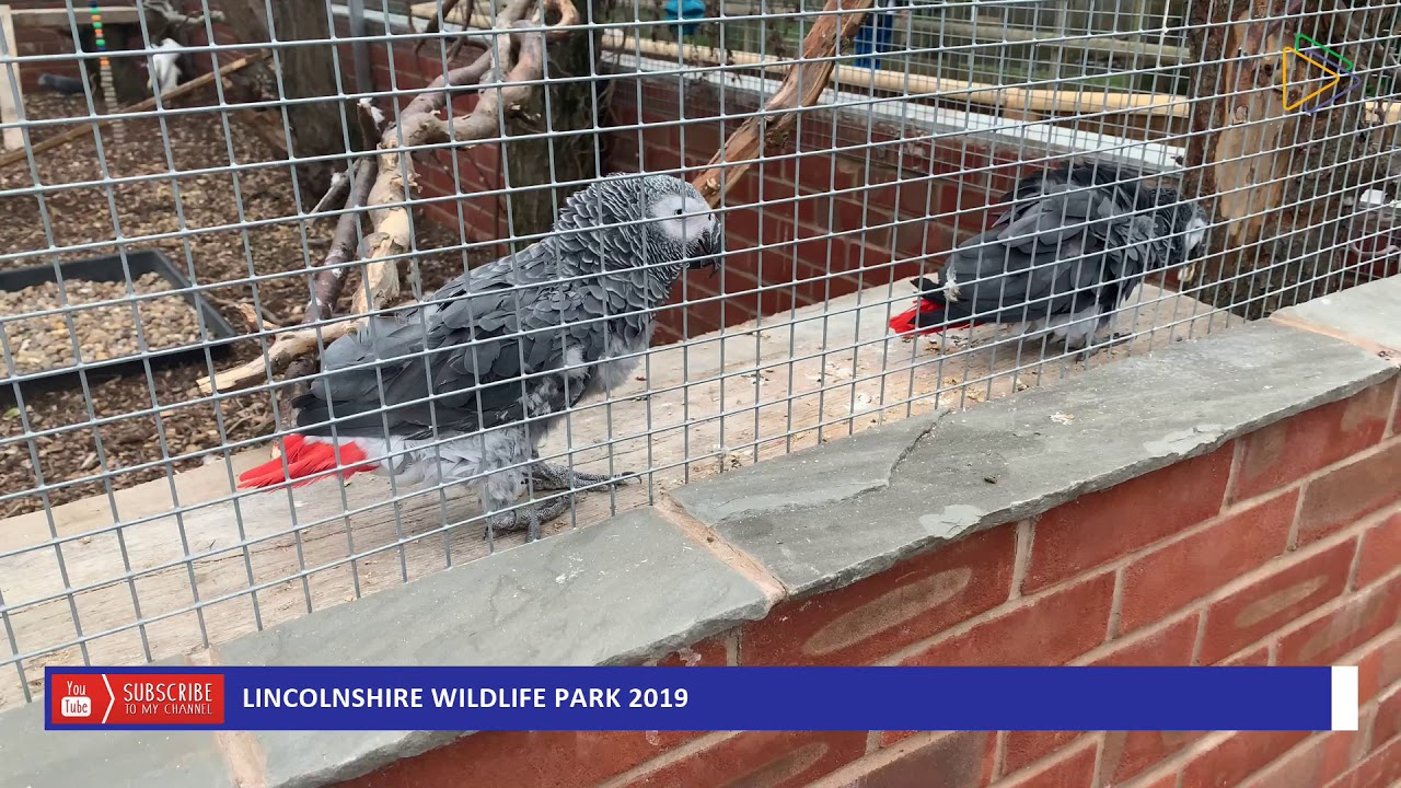 LINCOLNSHIRE WILDLIFE PARK 2019