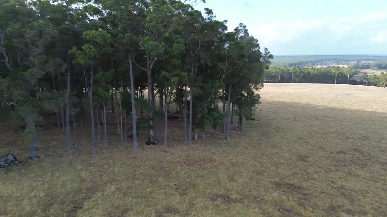 Eyes un the Sky: Forest Edition part 2