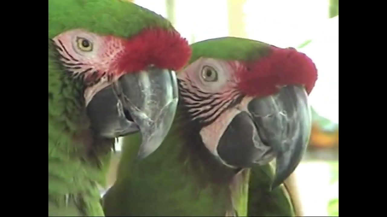 Parrot Jungle Miami 2004