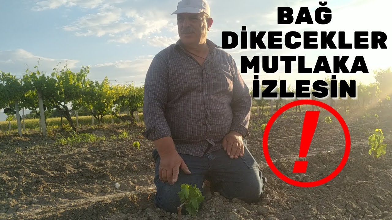 BAĞ DİKERKEN NELERE DİKKAT EDİLMELİ? YENİ BAĞ DİKECEKLERE TAVSİYELER