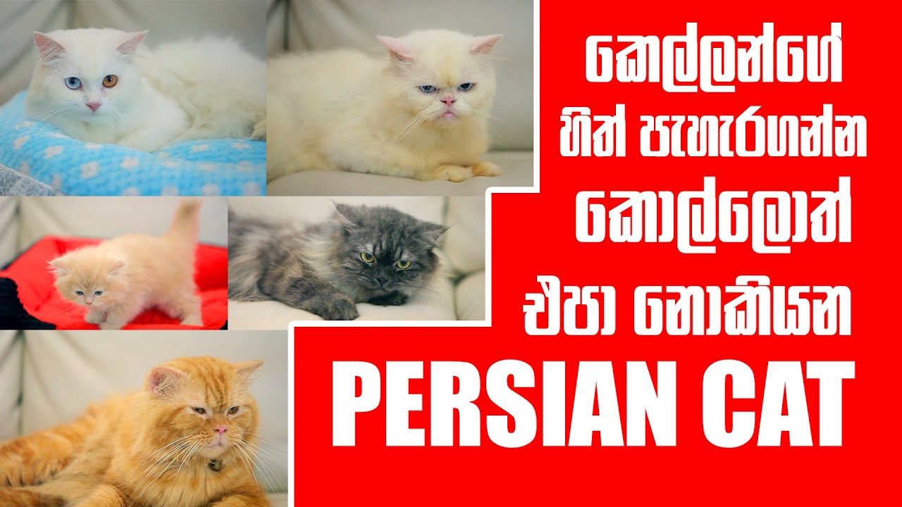 කෙල්ලන්ගේ හිත් පැහැරගන්න කොල්ලොත් එපා නොකියන Persian cat