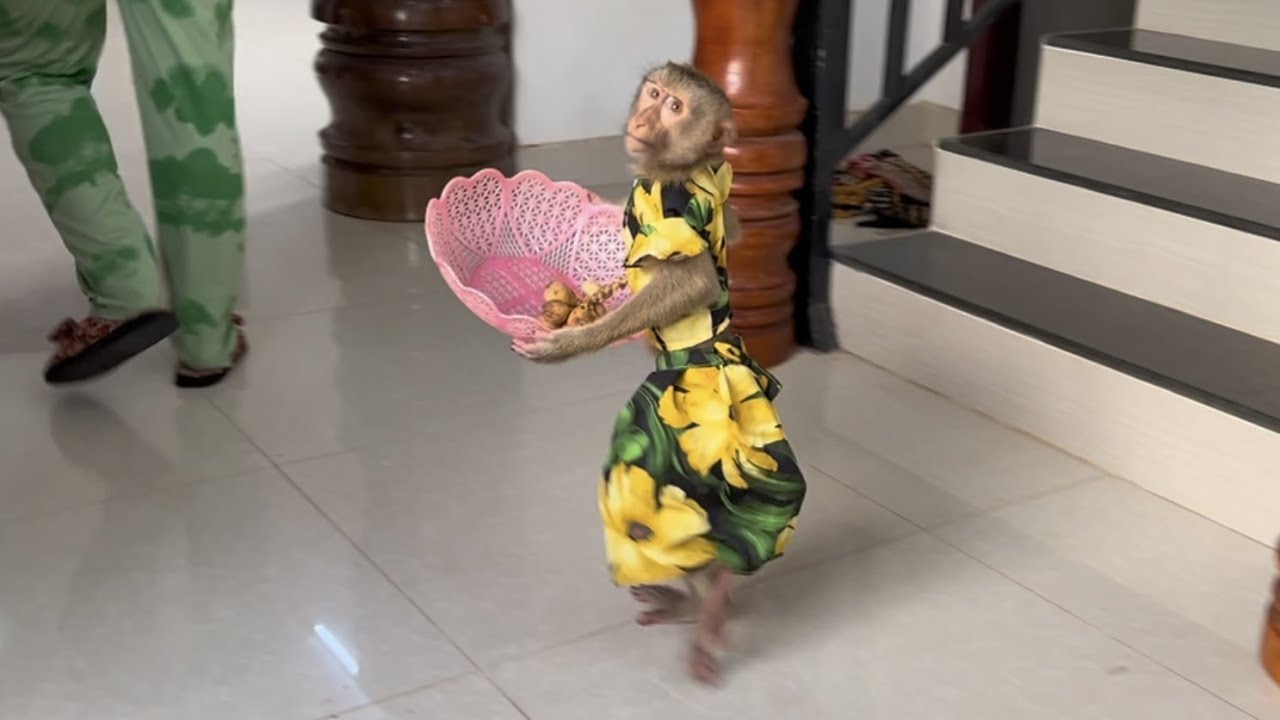 Monkey Jessy carry basket with fruit follow mom to eating place.