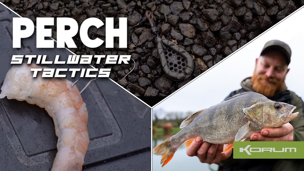 Still water Perch tactics - White Springs Fishery