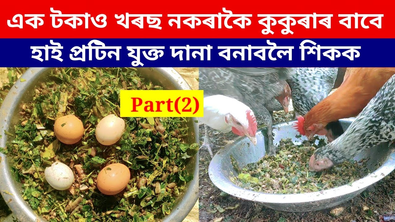 এক টকাও খৰছ নকৰাকৈ কুকুৰাৰ বাবে হাই প্ৰটিনযুক্ত দানা বনাবলৈ শিকক(Home made feed for local chicken)