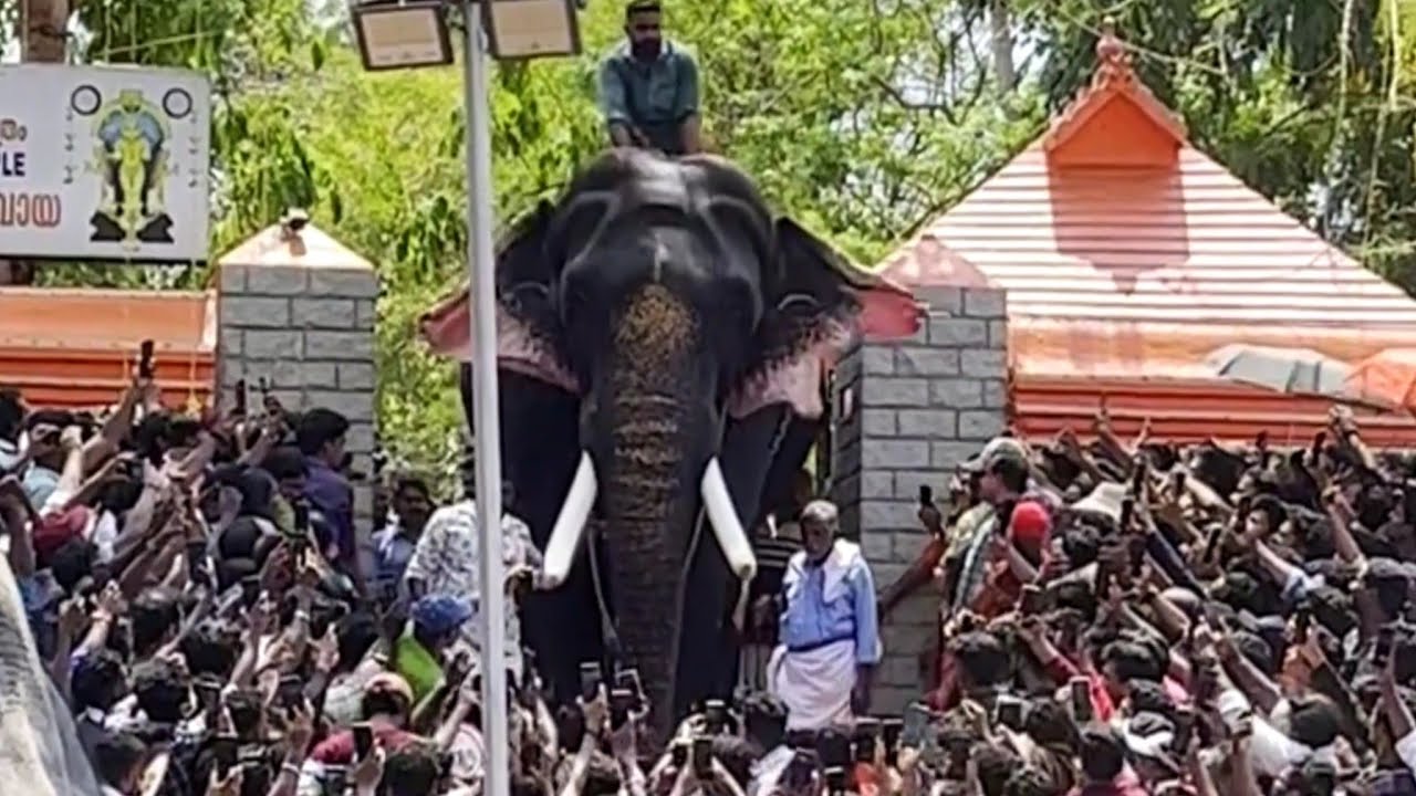 thrikkadavoor shivaraju🐘🤩ഗജരാജരത്‌നം തൃക്കടവൂർ ശിവരാജു🥰 grand welcome | huge crowd😍 | fans | pooram