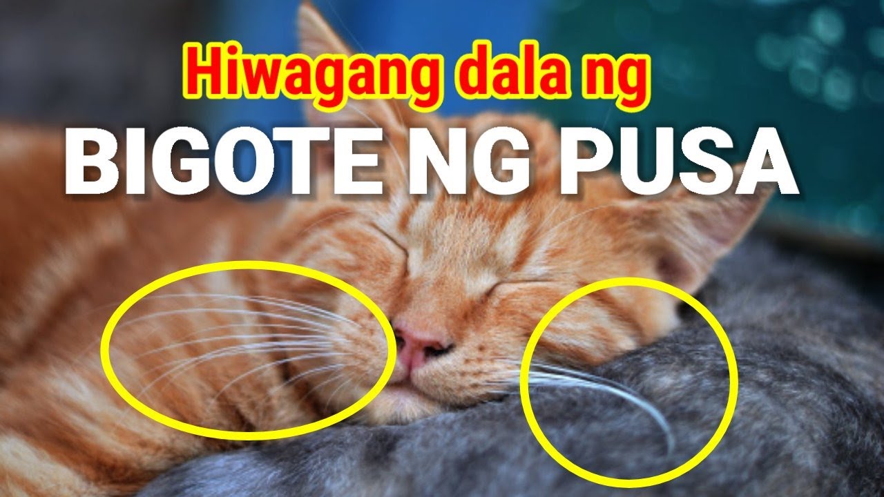 ANONG MANGYAYARI KAPAG PINUTOL MO ANG BIGOTE/WHISKERS NG PUSA MO? FACTS SA WHISKERS NG PUSA