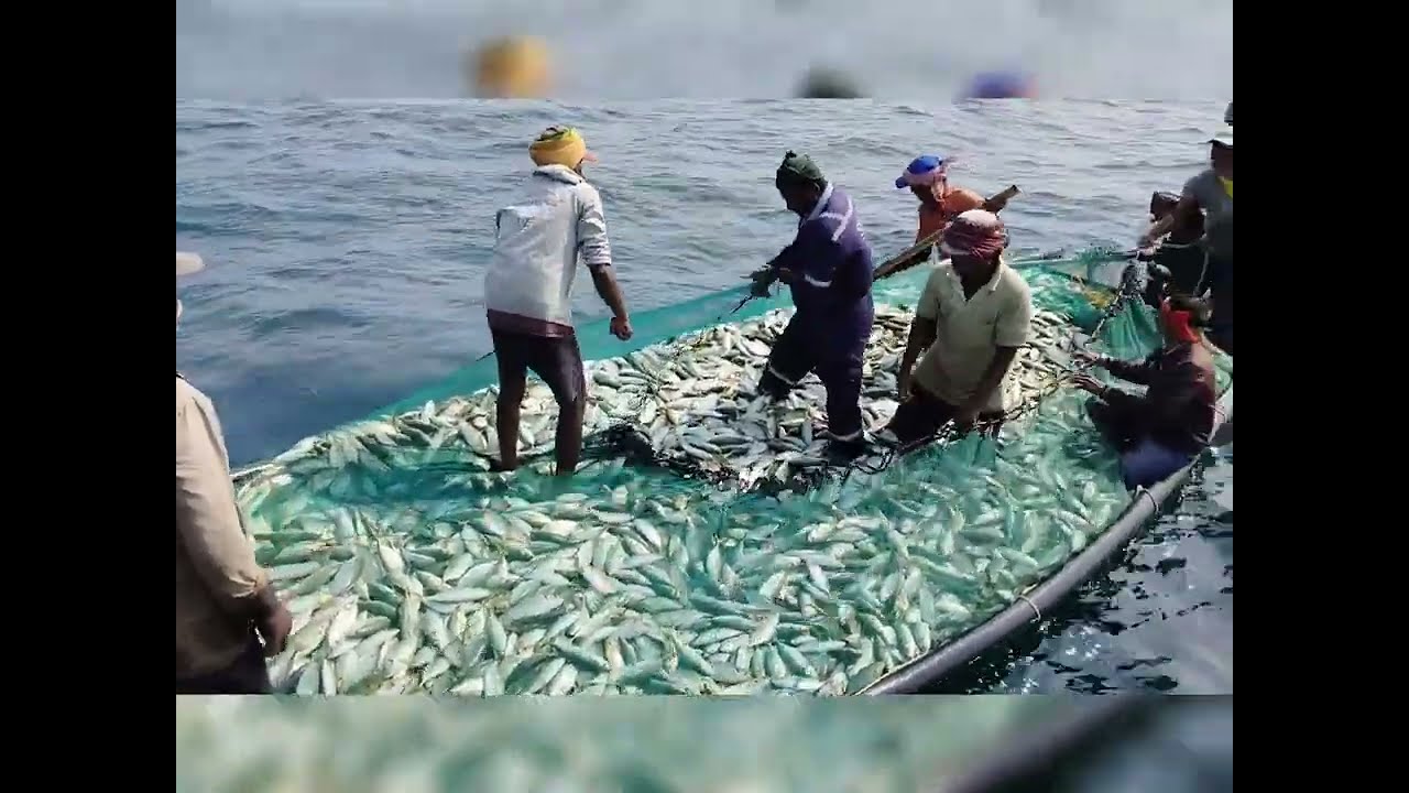 A bounty of the sea!  Fresh catch overflowing the vessel. 🎣 #Seafood.  #fishing #Naveen vanka🐟🐟🐟👀🐠🇮🇳