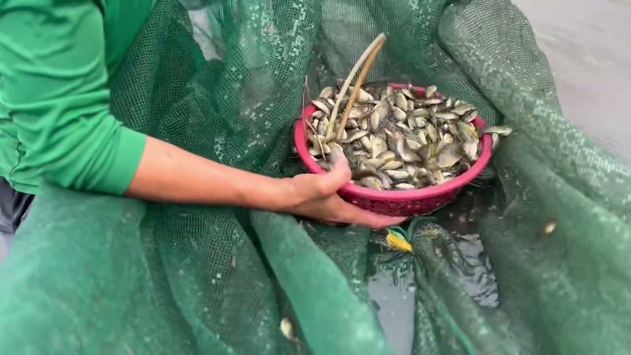 Sáng hai cô cháu vải cám vụ cá