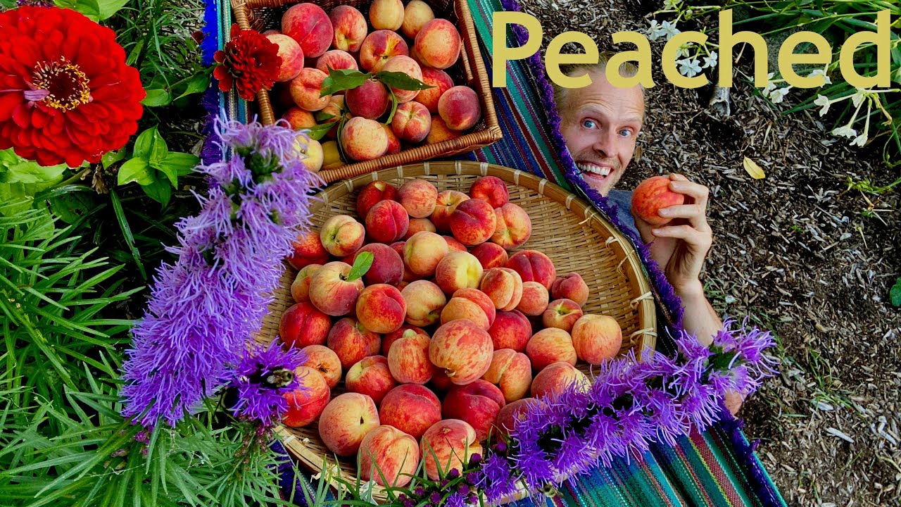 Grow Your Own ! Food Forest Microclimate Peaches & Preservation