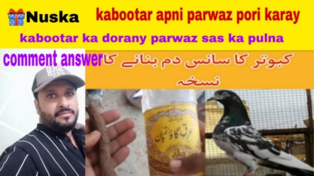 kabootar ka sans dum bananay ka tarika کبوتر کا سانس دم بنانے کا نسخہ