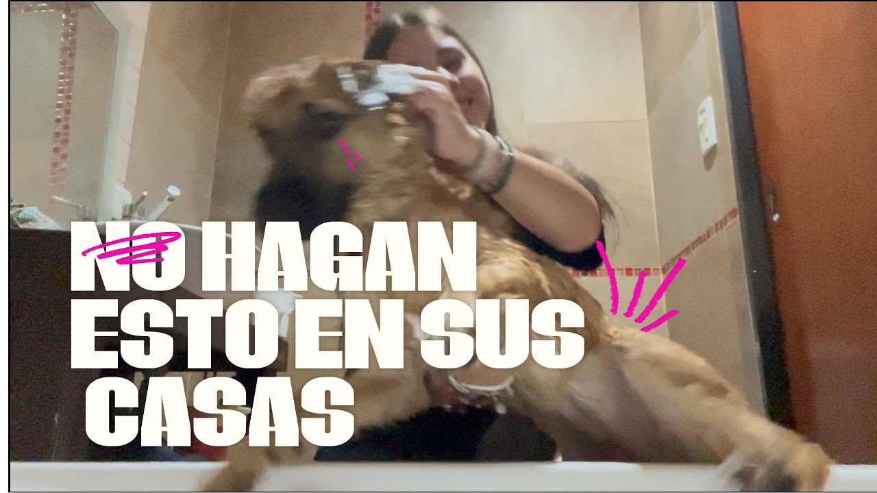 Cómo no bañar a tu perro