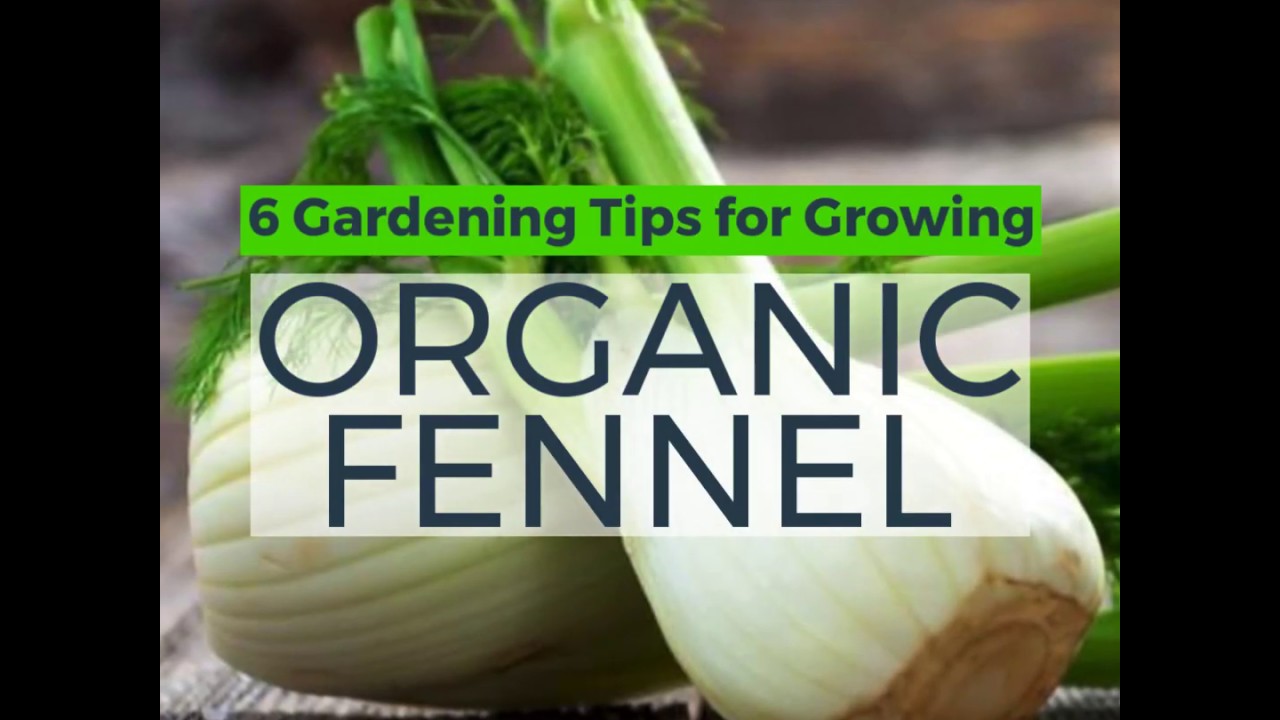 How to Grow Organic Fennel
