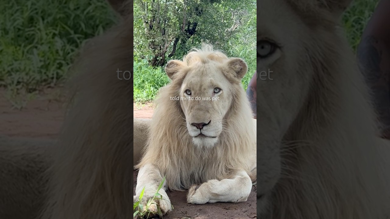 Did I Pass the Lion Energy Test?
