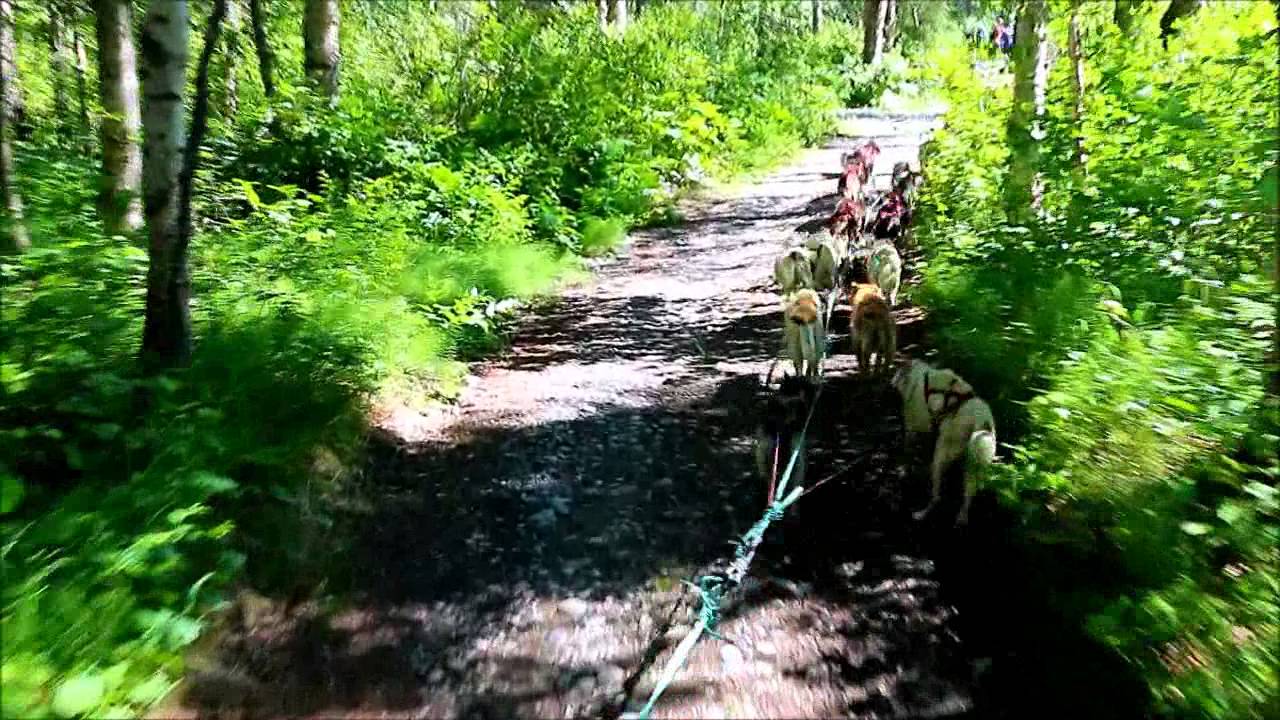 Sun Dog Kennels - Sled Dog Excursion - Talkeetna, Alaska