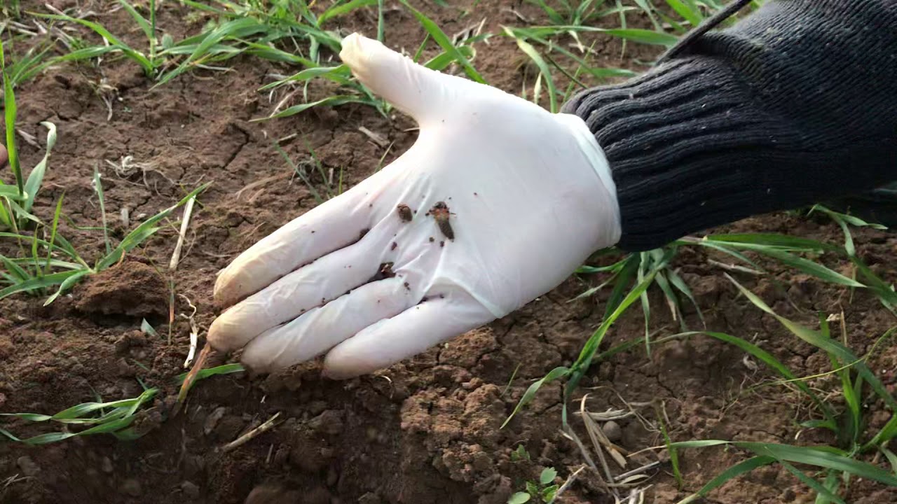 Buğday Arpa Seyrek mi? Zabrus Ekin Kambur Böceği, Kontrol ve Mücadele Yöntemleri