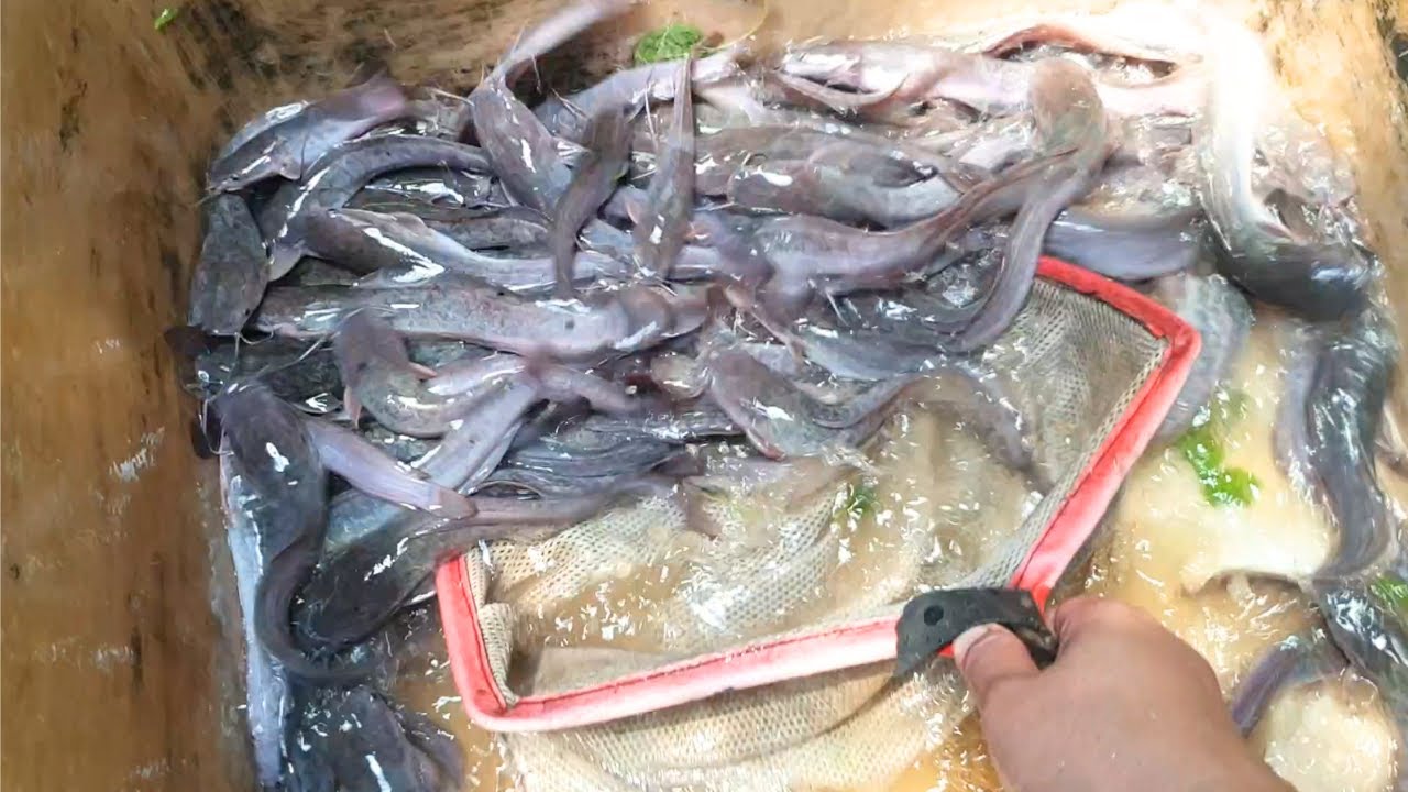 WAKTUNYA SORTIR LELE | KOLAM KONTENER