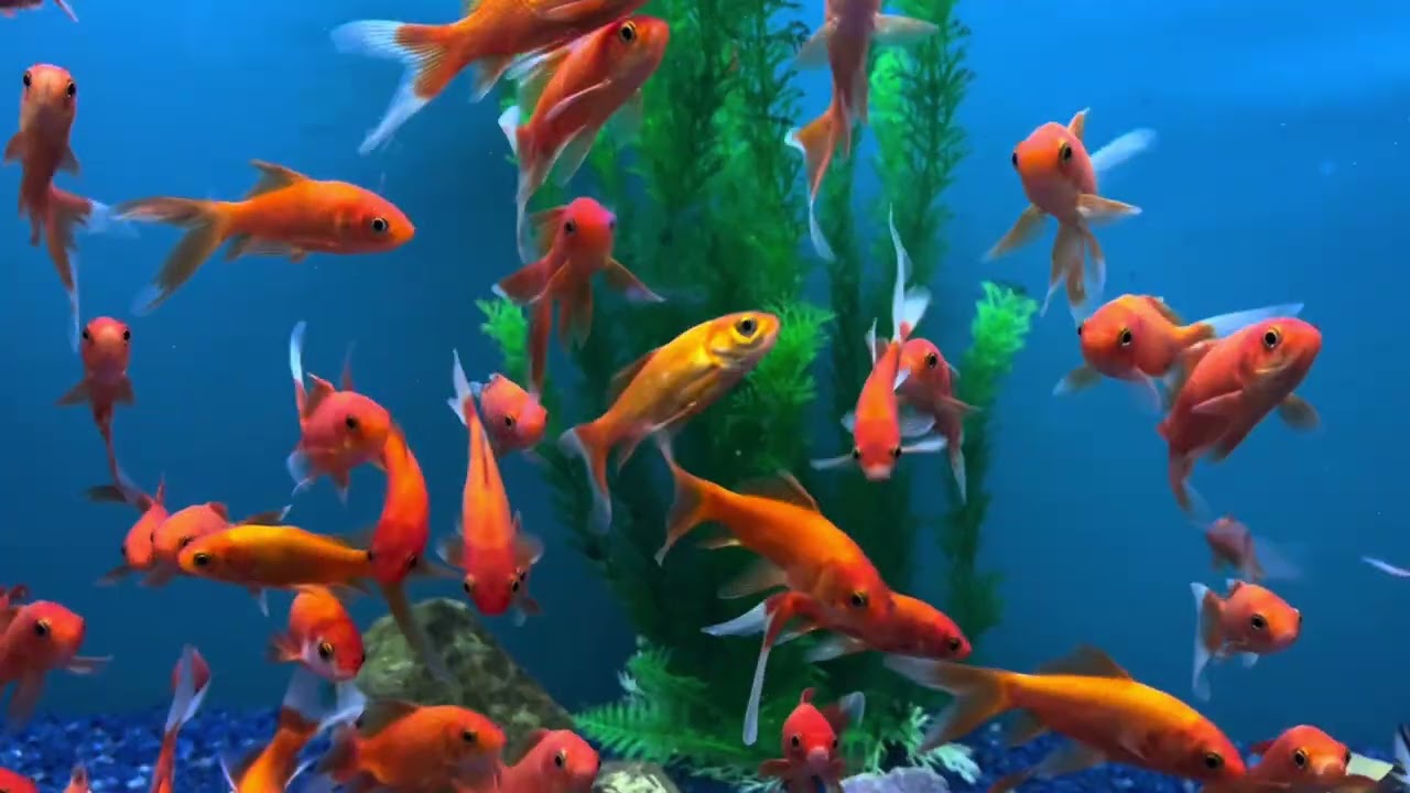 Arrowana and goldfish