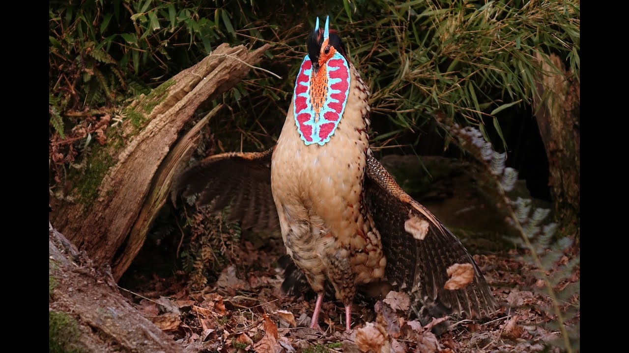Cabot's tragopan Tragopan caboti pheasant display in full